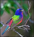 _1SB2202 painted bunting